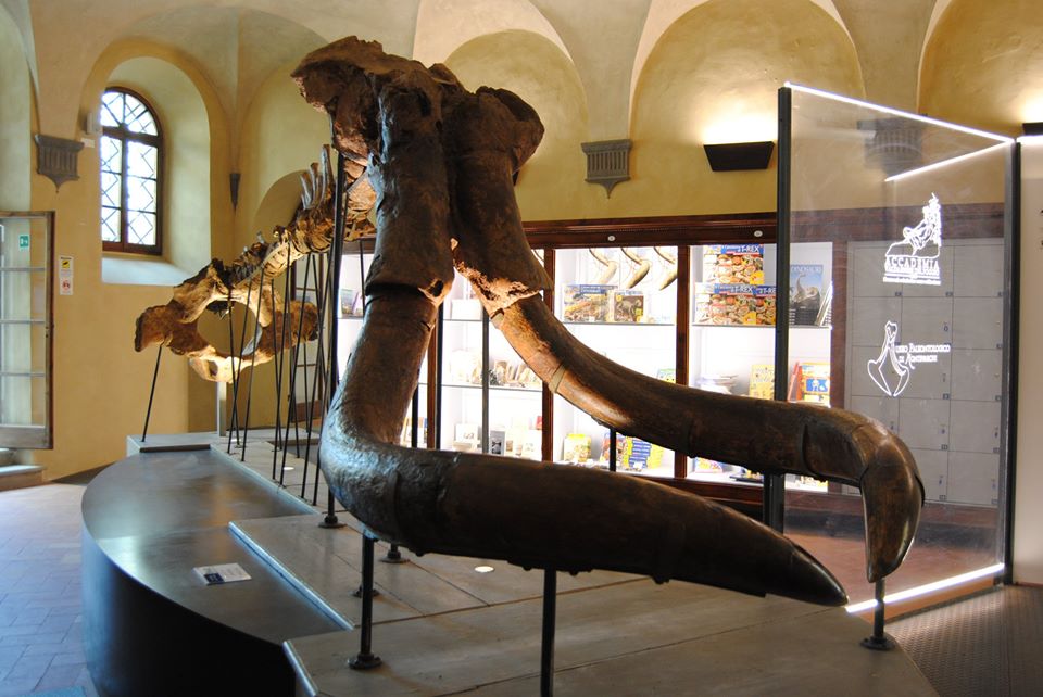 Museo Paleontológico