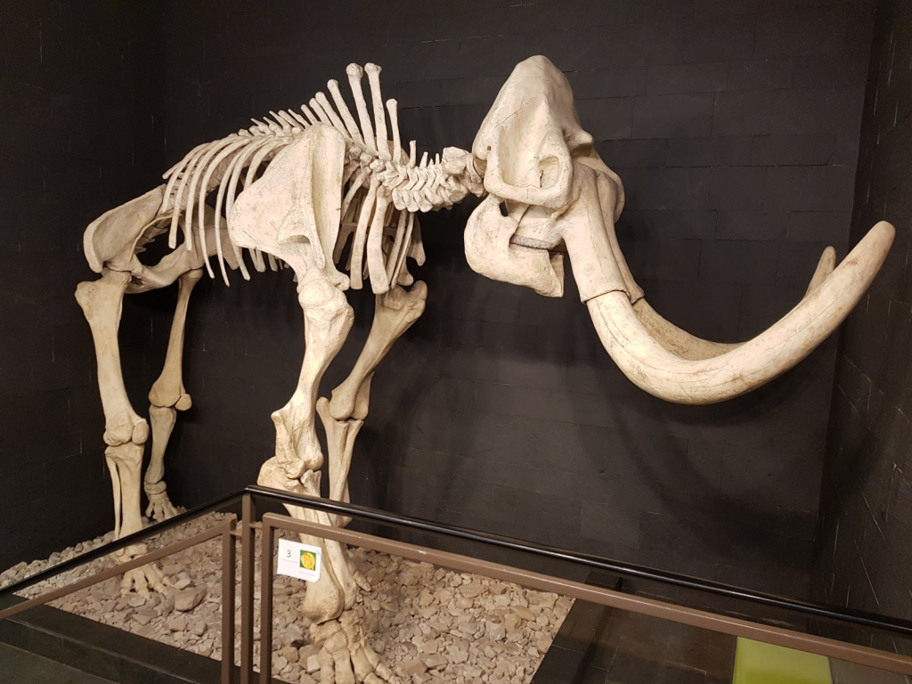 Museo del Hombre Primitivo