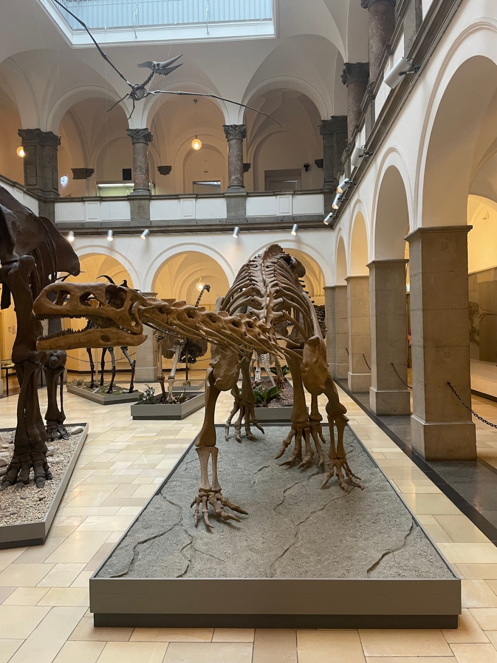 Museo Paleontológico, Múnich