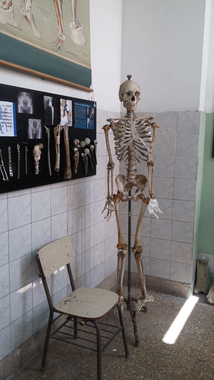 Museo de Anatomía J.J Naón U.B.A.
