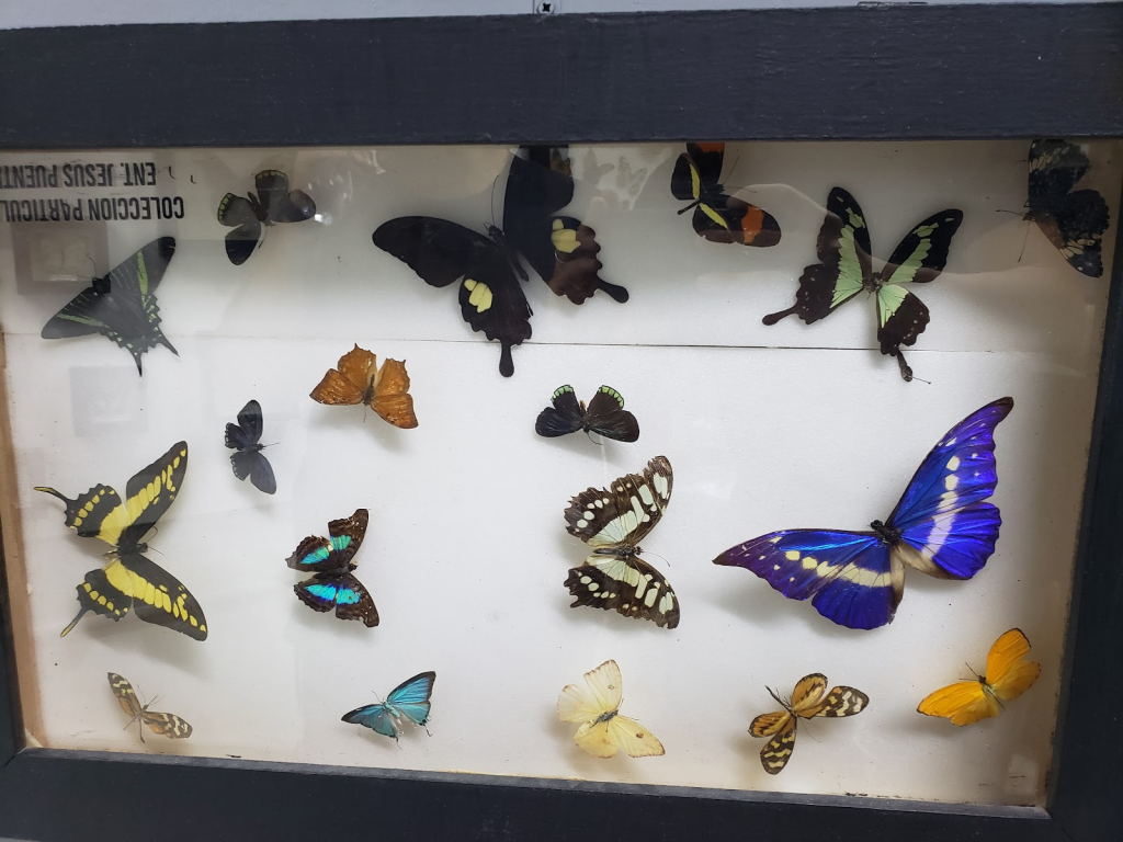 Museo bichos Aguascalientes