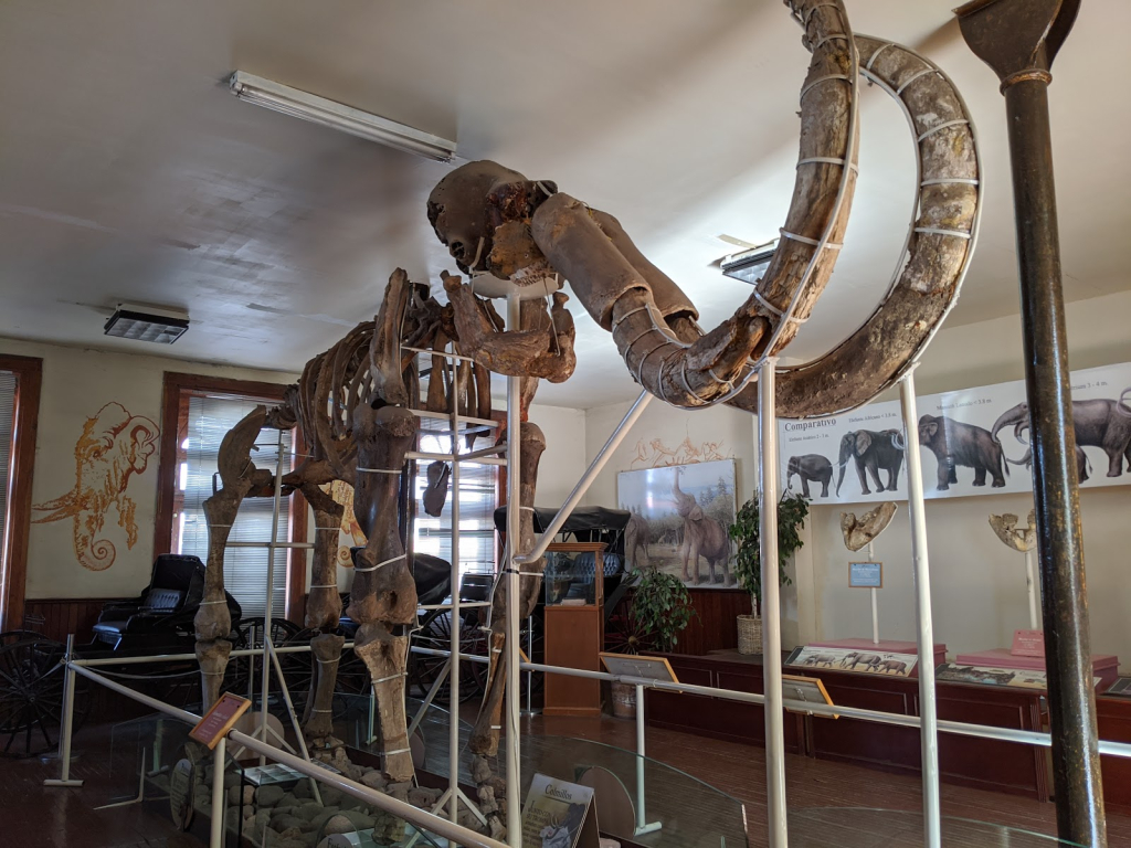 Museo del Mamut