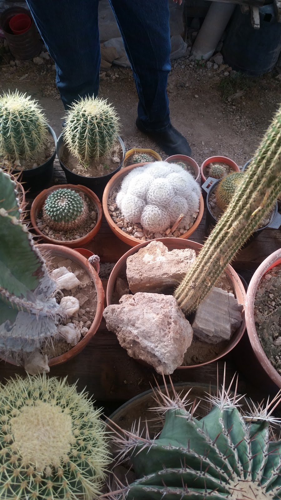 Museo Botánico del Cactus