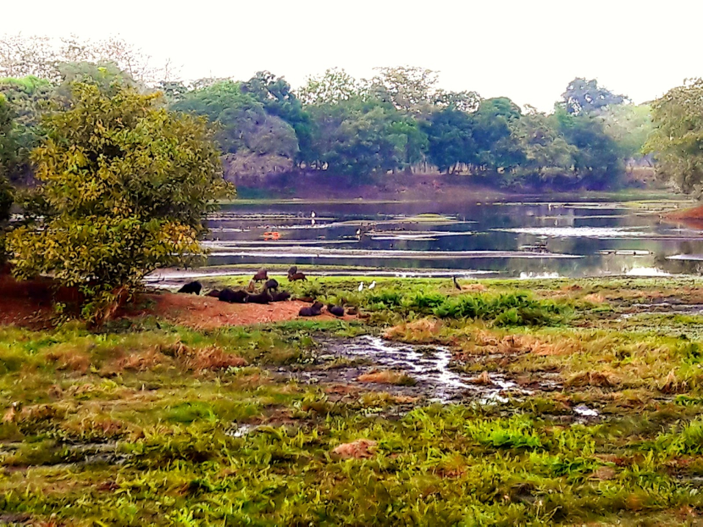 Laguna Piquetierra
