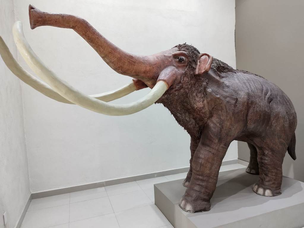 Museo - Centro de Pueblos Originarios