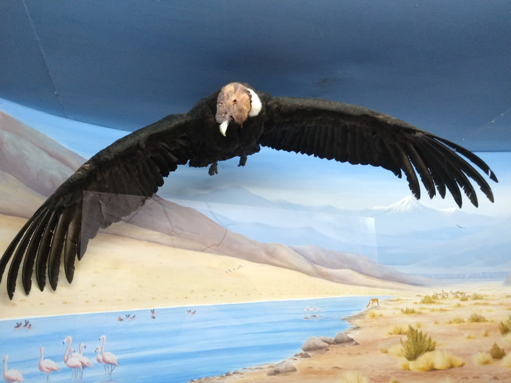 Museo de Ciencias Naturales UNSa