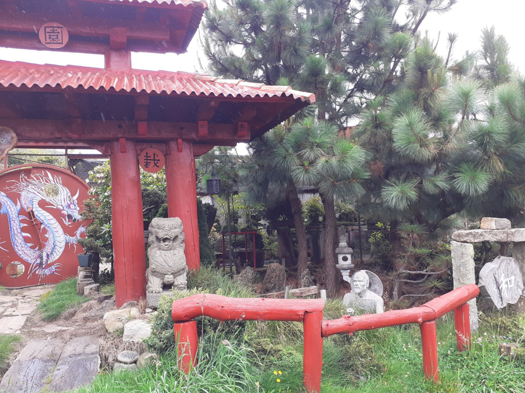 Bonsai Colombia (Angasnoy)