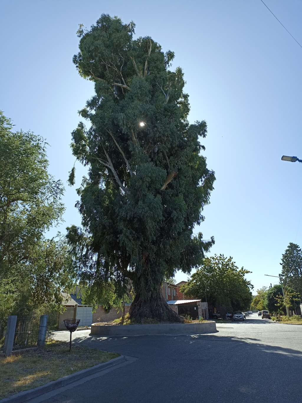 El Arbol más antiguo de Neuquén