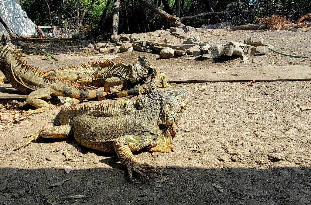 Iguanario Archundia