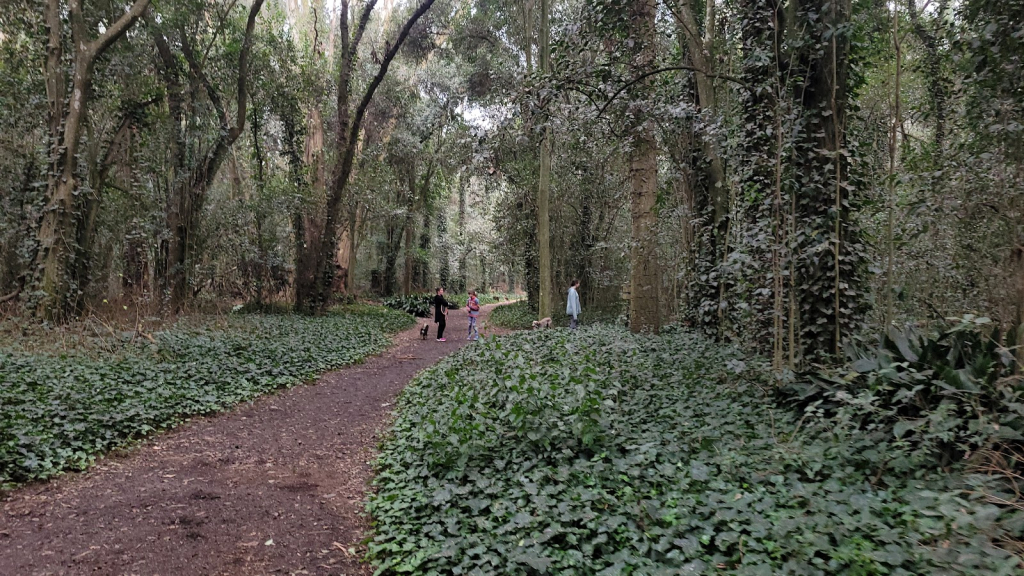 Bosque Encantado