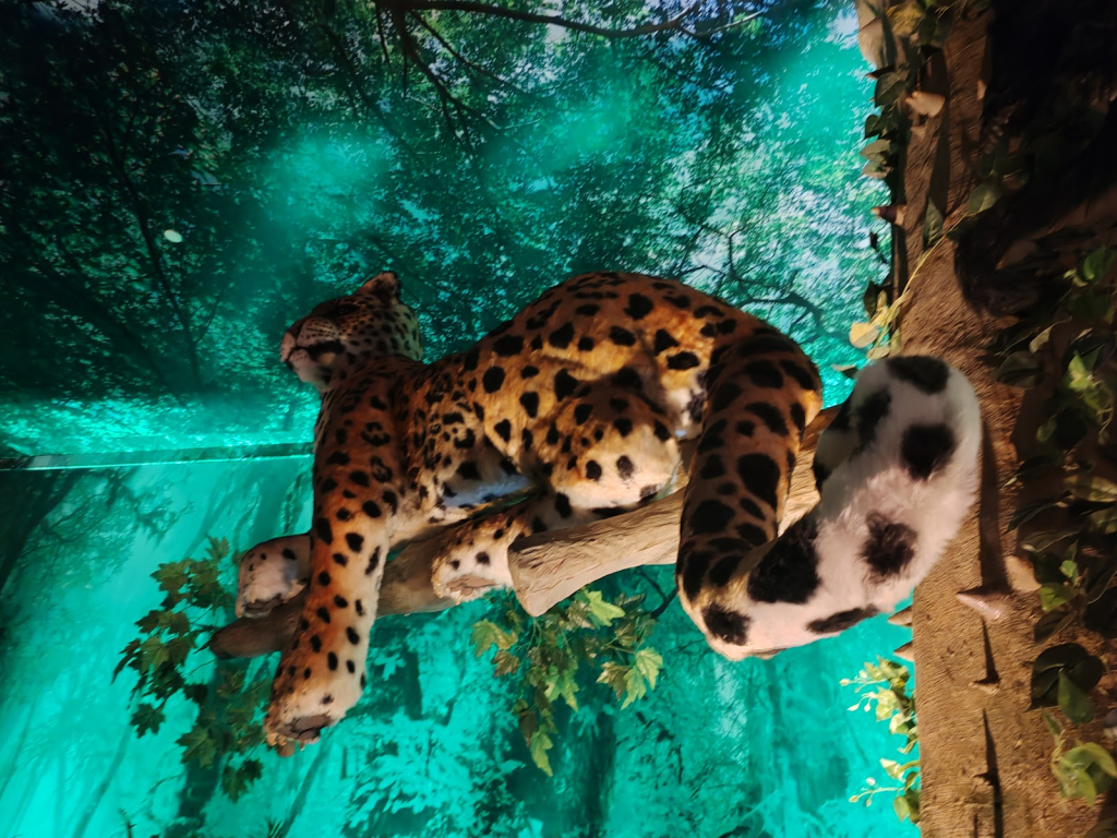 Yancuic - Museo Interactivo Infantil y Juvenil