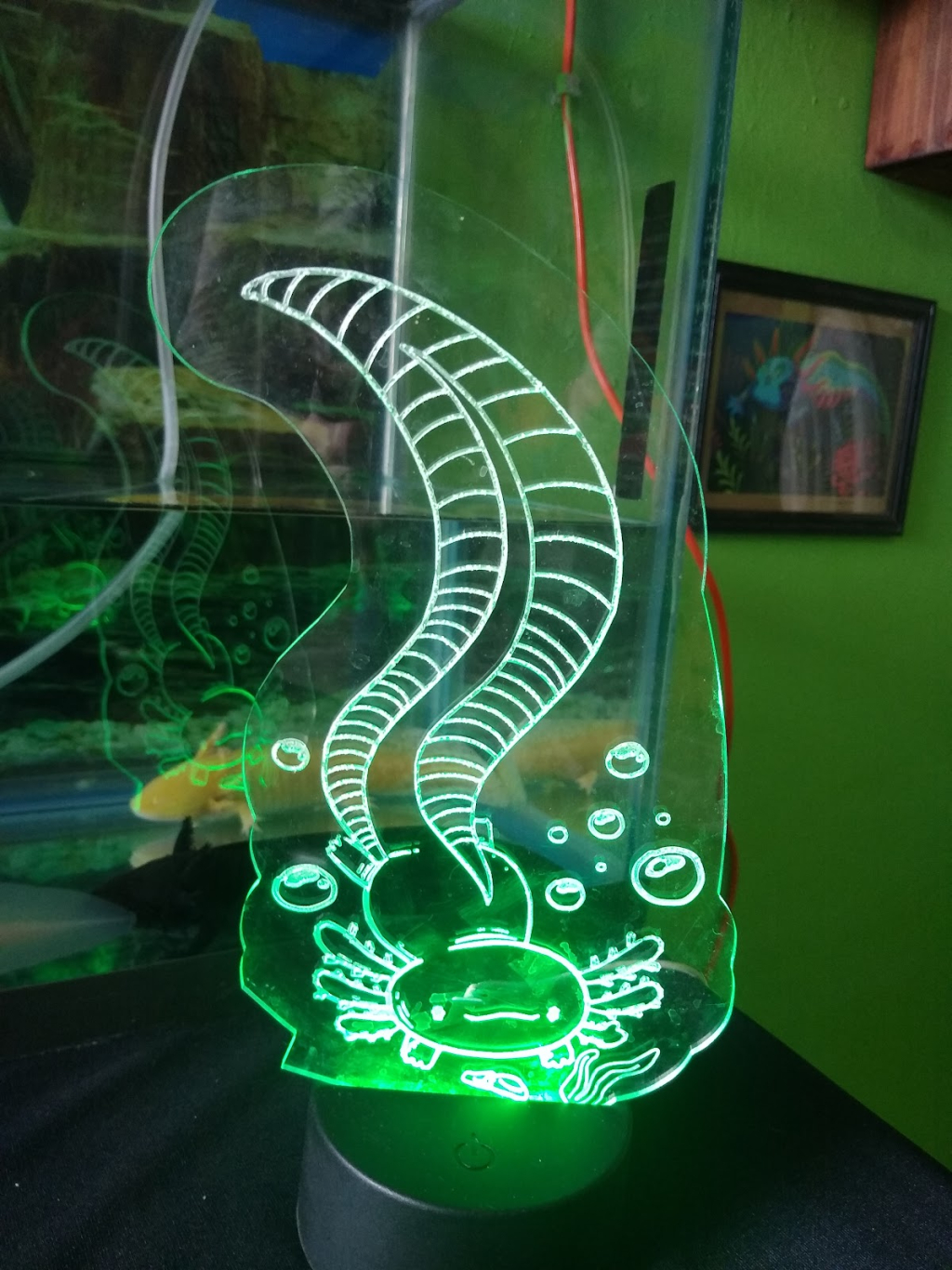 Museo del Ajolote - Ajolotario Miquiztli Xolotl Pachuca