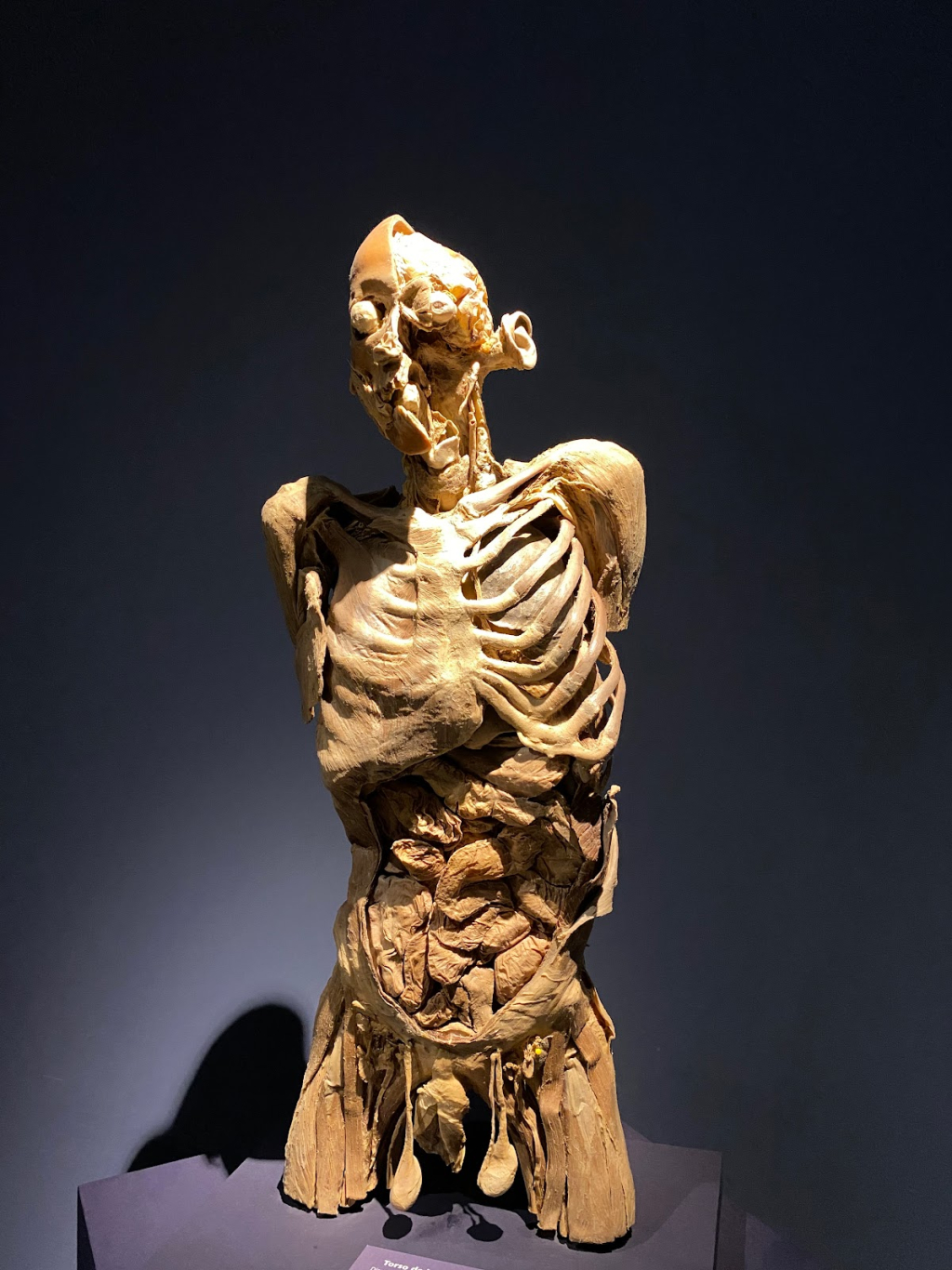 Museo de Ciencias de la Vida - MCV