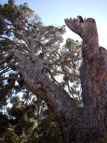 Pinheiro das Areias (Pinheiro manso centenário)