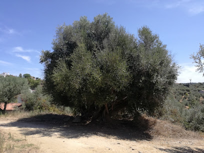Oliveira Milenar de Vila Nova