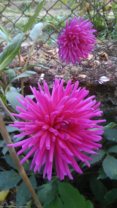 Padre Manuel da Nobrega