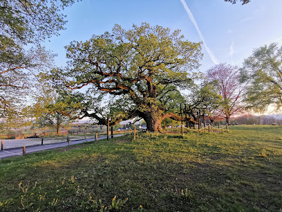 Roble milenario de Morrens