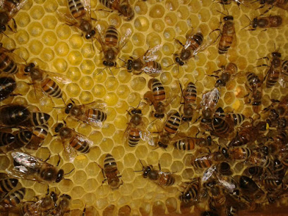 Estación de observación y enseñanza de abejas