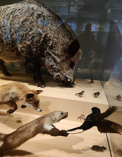 Museo de Historia Natural de Olten