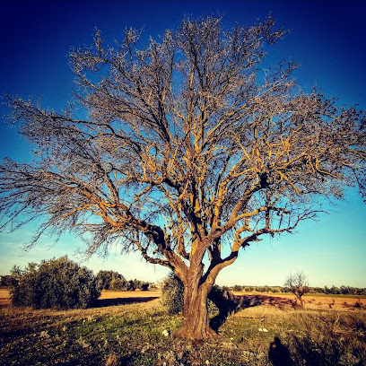 El Gran Almendro