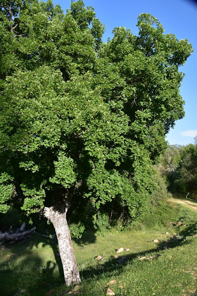 ARCE ÁRBOL ÚNICO EN LA ZONA