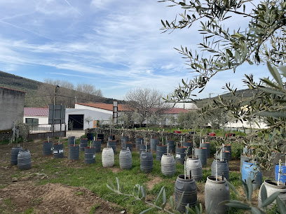 varietal del Olivo de la familia Oleosetin en Marchagaz Garden