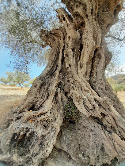 Arroyo Carniceros Olivo Milenial