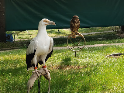 Aves rapaces de Cabárceno