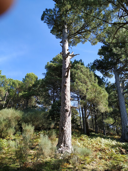 Pinos Cascalbos (Pino De Manaderos)