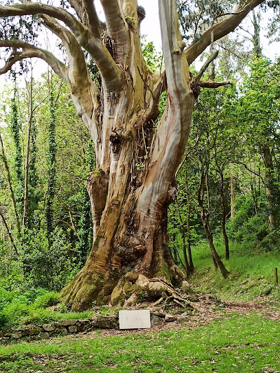 Eucalipto de los Cancio