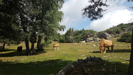 Roques d’auló