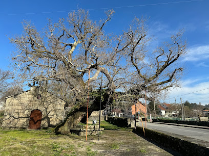 Carballo de Santa Margarida