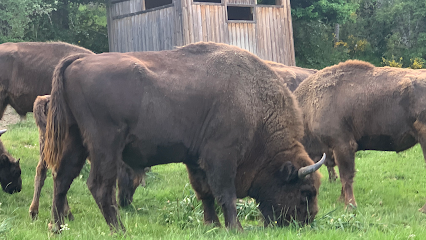 Centro De Interpretación Del Bisonte Europeo Bison Bonasus