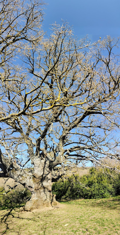 Roble Milenario de Echagüe