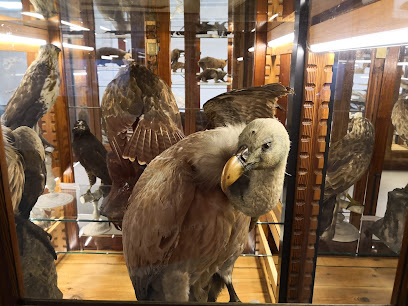 Museo de la Universidad de Valencia de Historia Natural