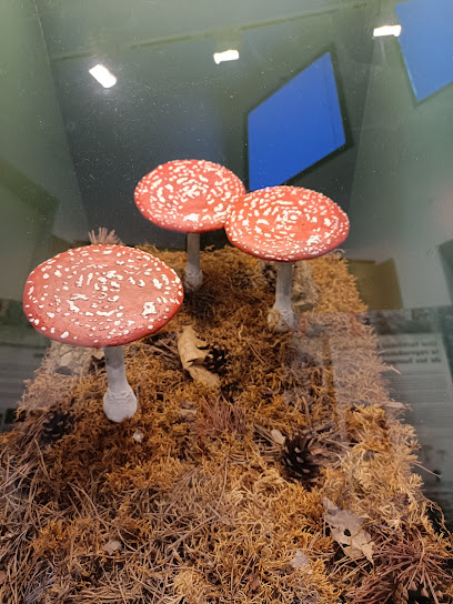 Centro de Interpretación de las Especies Micológicas