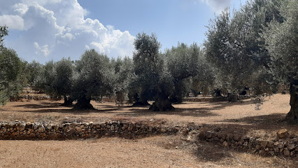 Olivos Milenarios