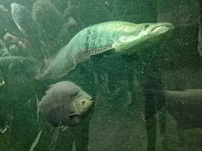 Faunia Sala Nartura