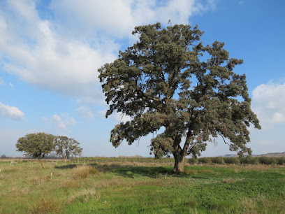 Encinas Corella