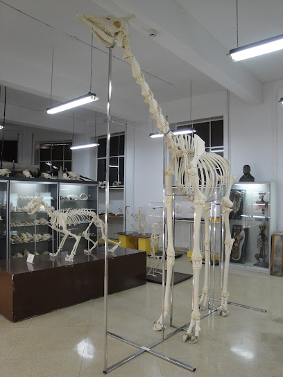 Museo Anatómico