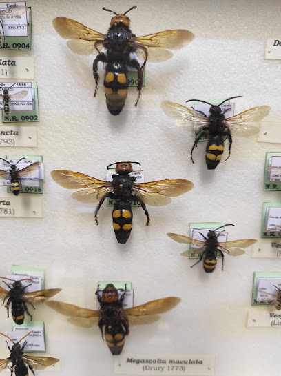 Museo de las Mariposas