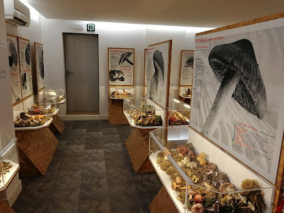 Museu d'Art del Bolet