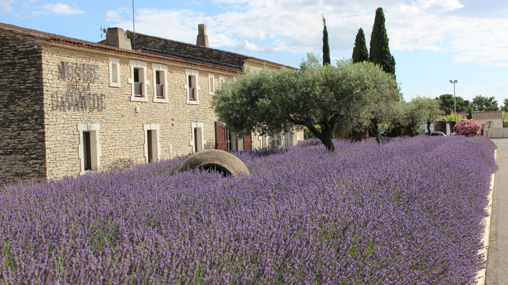 Museo de la Lavanda