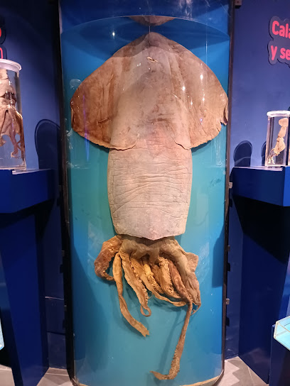 Museo del Calamar Gigante