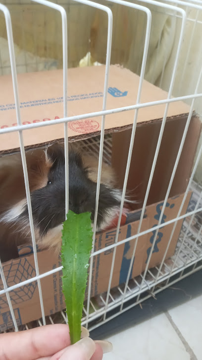 Museo Fallero De La FJFS