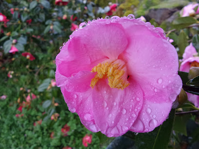 SONDEXEVE Asociación Cultural