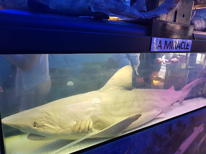 Museu El Cau del Tauro