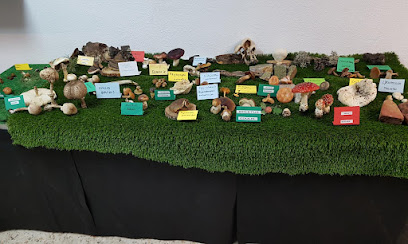 Museo Micológico de Bronchales