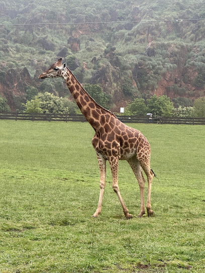 Casa jirafas cabarceno