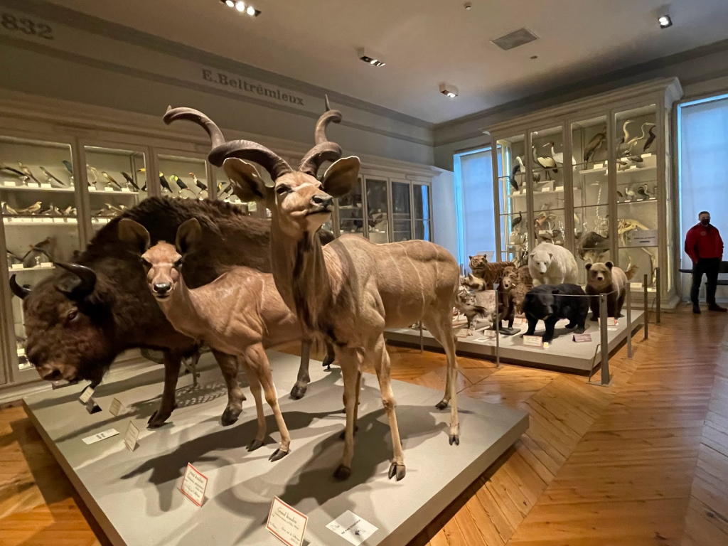 Museo de Historia Natural de La Rochelle